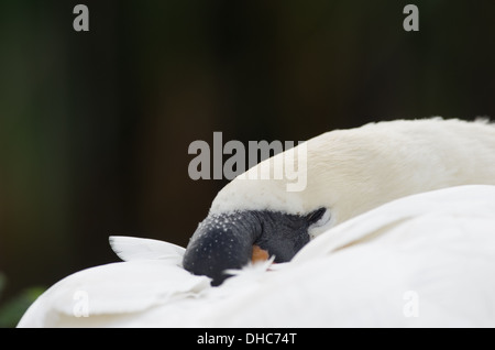 Verschlafene Höckerschwan hautnah Stockfoto