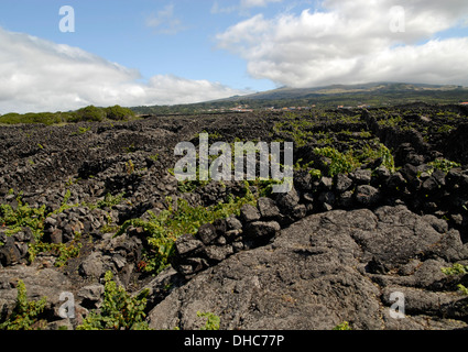 Weinberge in Lava Terrasse, Insel Pico, Azoren, Portugal Stockfoto