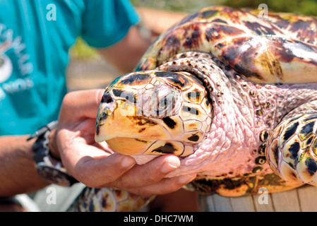 Brasilien, Bahia: Manager und Biologe Gonzalo Rostan TAMAR-Projekt in Praia Do Forte hält eine echte Karettschildkröte Stockfoto