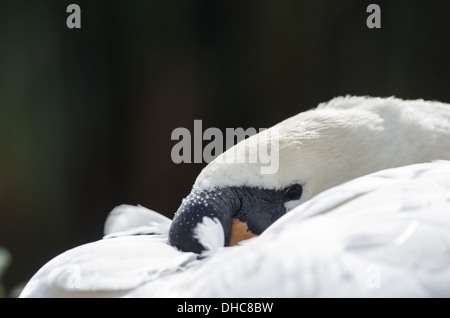 Verschlafene Höckerschwan hautnah Stockfoto