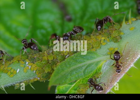 Ameisen Blattläuse Herde neigen Stockfoto