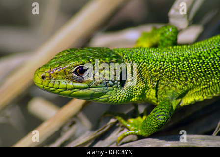 Porträt von Western grüne Eidechse (Lacerta Bilineata) Stockfoto