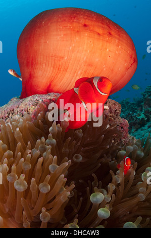 Wirbelsäule Wange Anemonenfische Stockfoto
