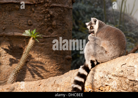 Ring-tailed Lemur Stockfoto