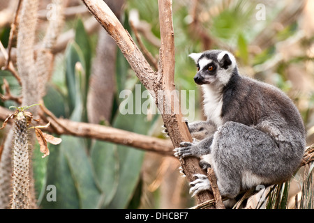 Ring-tailed Lemur Stockfoto