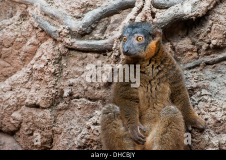 Rotflügel Lemur Stockfoto