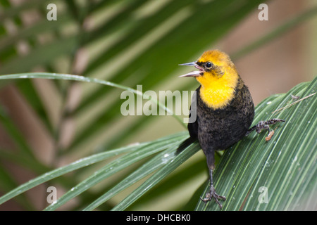 Gelb mit Kapuze Blackbird Stockfoto