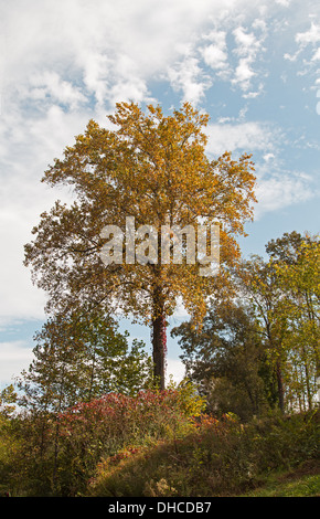 Dieser Baum Herbst Farbänderungen, sitzt auf einem Hügel mit Blick auf das Tal Flusses in Murphy, North Carolina durchlaufen. Stockfoto
