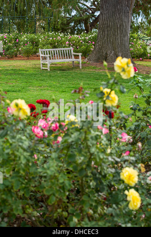 Wunderschönen Rosengarten der Huntington-Bibliothek. Stockfoto