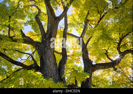Amerikanische Ulme im Herbst Laub Farbe, The Broadmoor, historische Luxus-Hotel und Resort, Colorado Springs, Colorado, USA Stockfoto
