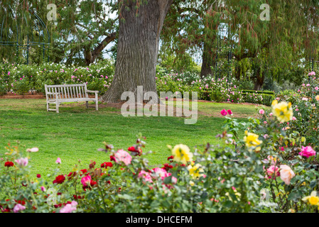 Wunderschönen Rosengarten der Huntington-Bibliothek. Stockfoto