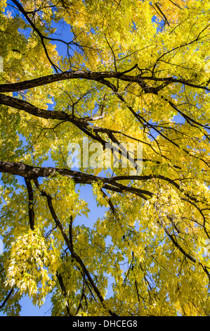 Amerikanische Ulme im Herbst Laub Farbe, The Broadmoor, historische Luxus-Hotel und Resort, Colorado Springs, Colorado, USA Stockfoto