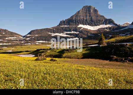 Reynolds Gipfel über Gletscher Lilien am Logan Pass, Glacier National Park, Montana. Stockfoto