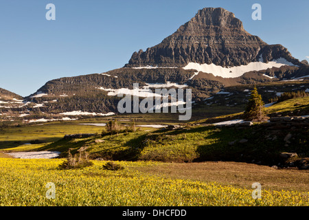 Reynolds Gipfel über Gletscher Lilien am Logan Pass, Glacier National Park, Montana. Stockfoto