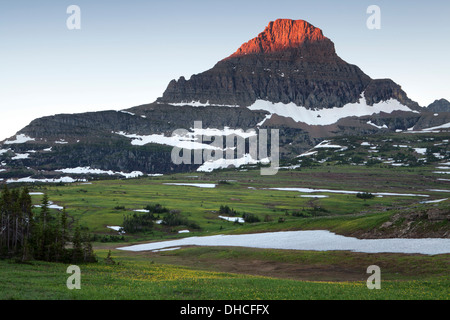 Frühen Licht auf Reynolds Peak über Wiesen Gletscher Lilien am Logan Pass, Glacier National Park, Montana. Stockfoto