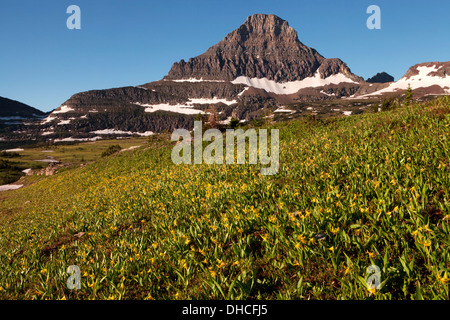 Reynolds Gipfel über Gletscher Lilien am Logan Pass, Glacier National Park, Montana. Stockfoto