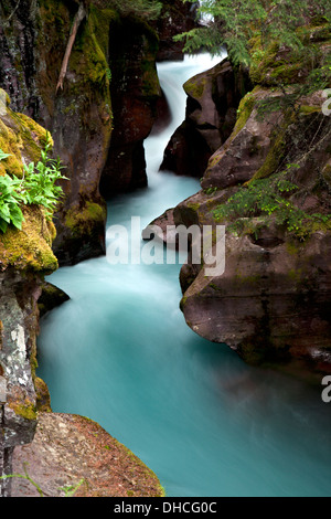 Avalanche Creek schießt durch die engen Mauern der Lawine Schlucht im Glacier National Park, Montana. Stockfoto