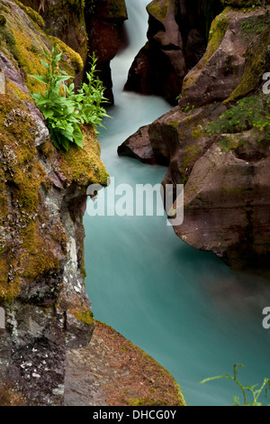 Avalanche Creek schießt durch die engen Mauern der Lawine Schlucht im Glacier National Park, Montana. Stockfoto