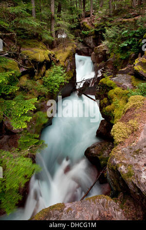 Avalanche Creek schießt durch die engen Mauern der Lawine Schlucht im Glacier National Park, Montana. Stockfoto