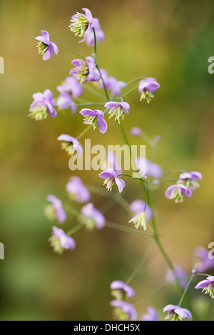 Chinesische Meadow Rue, Thalictrum Delavayi zeigen zarte Blume Rispen. Stockfoto