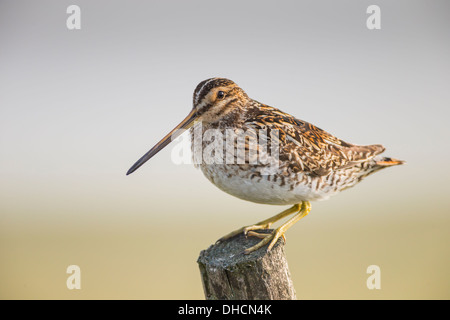 Bekassine (Gallinago Gallinago) saß auf hölzernen Zaunpfosten in der frühen Morgensonne. Yorkshire Dales, North Yorkshire, England UK Stockfoto