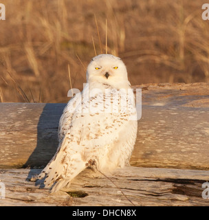 Schneeeule thront auf Treibholz Stockfoto