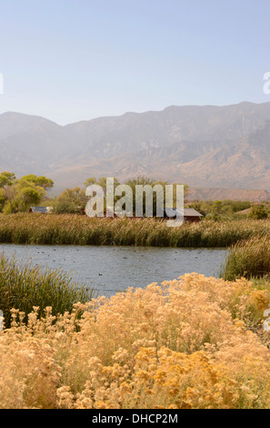 Mieten Hütten säumen Roper Lake im Roper Lake State Park in Graham County, Safford, Arizona, USA. Stockfoto