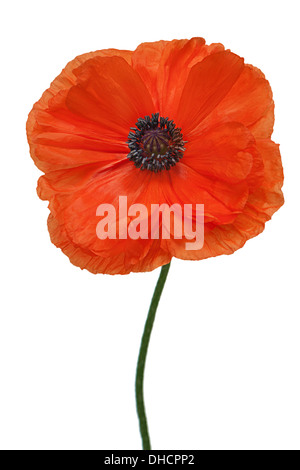 Einzelne Mohn isoliert auf weißem Hintergrund. Closeup. Stockfoto