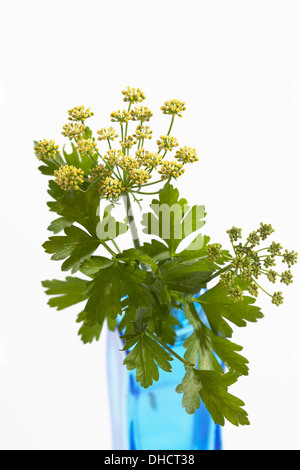 Flache Petersilie (Petroselinum Crispum) und Blüte Stockfoto