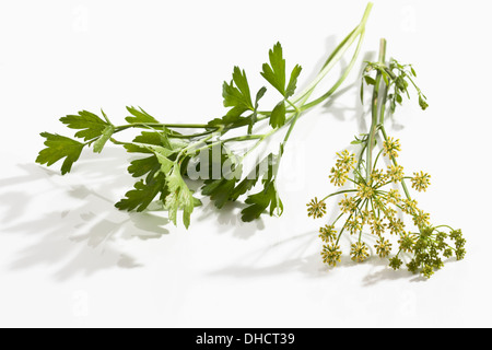 Flache Petersilie (Petroselinum Crispum) und Blüte Stockfoto
