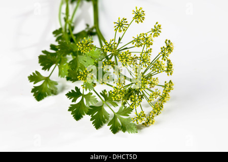 Flache Petersilie (Petroselinum Crispum) und Blüte Stockfoto