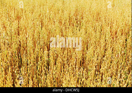 Field of ripe golden oats. Close up. soft focus. Stockfoto