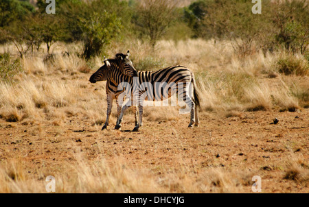 Zebras im Pilanesberg National Park, Südafrika, Afrika Stockfoto