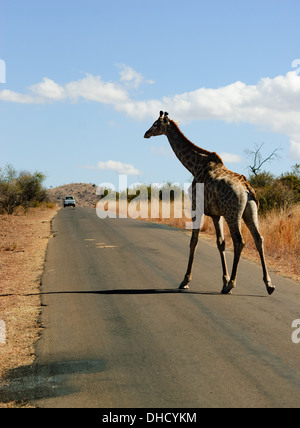 Giraffe beim Überqueren der Straße im Pilanesberg National Park, Südafrika, Afrika Stockfoto