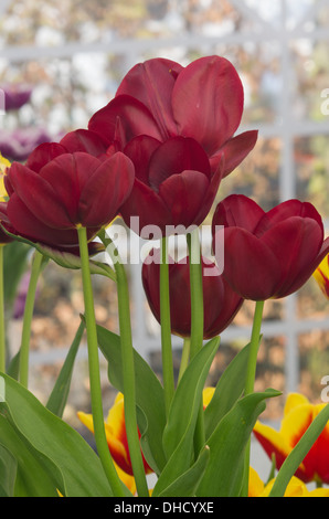 Tulpe National Velvet Stockfoto