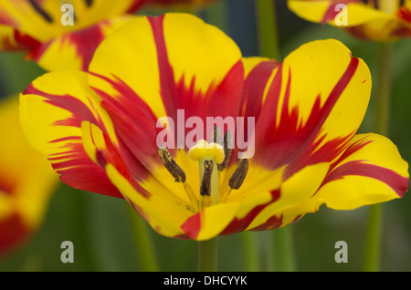 Tulpe Helmar Stockfoto