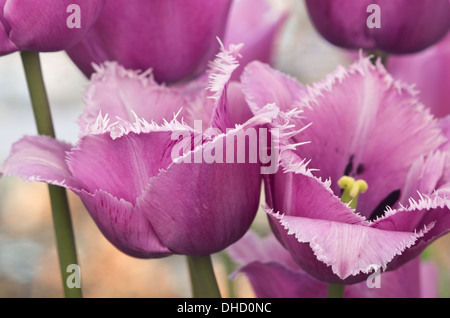 Tulpe Blue Heron Stockfoto