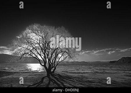 Eine schwarze und weiße Landschaft Foto von einem Baum Hintergrundbeleuchtung gegen einen See in der Dämmerung, in Neuseeland gedreht. Stockfoto