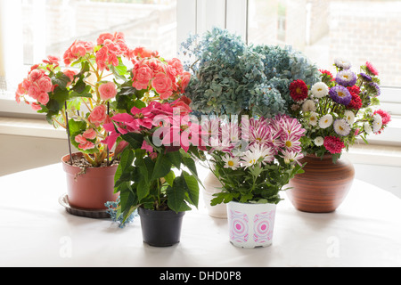 Verschiedene blühende Zimmerpflanzen vor Fenster. Stockfoto