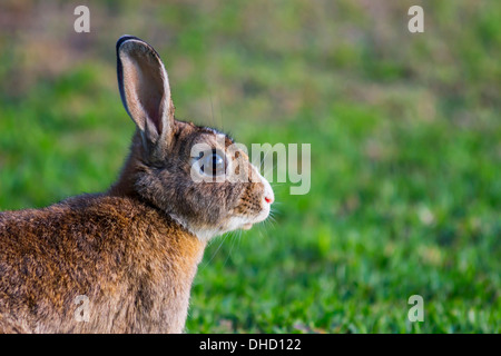 Nahaufnahme von Braun und weiße Kaninchen auf dem Rasen Stockfoto