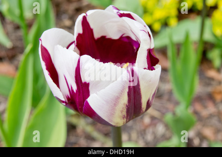 Tulpe-Lambada Stockfoto