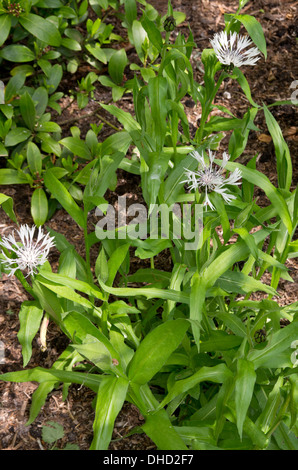 Centaurea Montana Alba Stockfoto