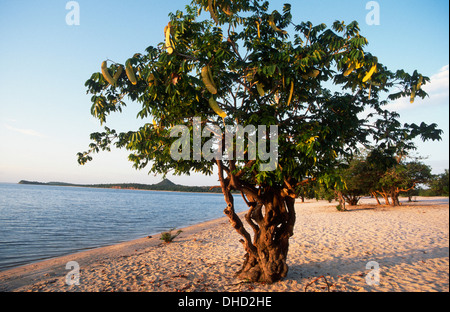 Johannisbrotbaum und Strand, alter Chao, Santarem Bereich, Bundesstaat Para, Amazonas, Brasilien, Südamerika Stockfoto