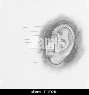 Detail der Ohr-Bleistiftzeichnung auf weißem Papier Stockfoto