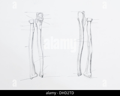 Detail des Radius Bleistiftzeichnung auf weißem Papier Stockfoto