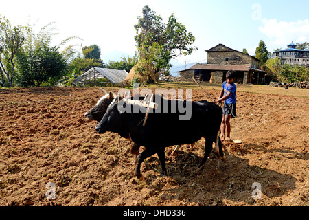 Junglandwirt verwendet traditionelle Methoden, um seine Felder in der Nähe von Pokhara Nepal Pflügen Stockfoto