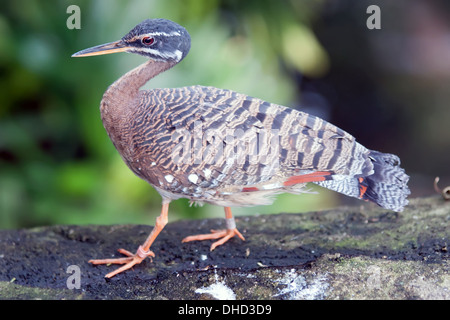 tropischen Taube Vogel Stockfoto