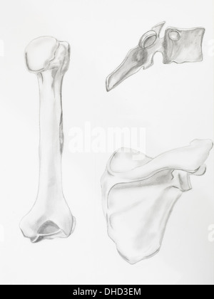 Detail des Humerus Knochen Bleistiftzeichnung auf weißem Papier Stockfoto