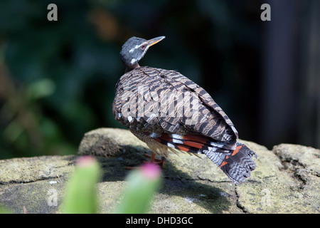 tropischen Taube Vogel Stockfoto