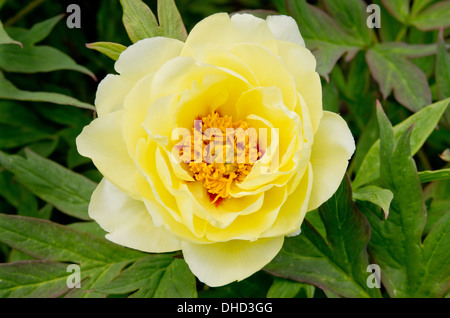 Paeonia Suffruticosa "High Noon" Stockfoto